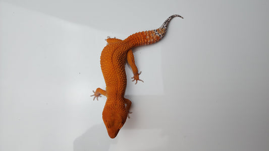 Female Deep Orange Mandarin Inferno Tangerine Carrot Tail Leopard Gecko (Amazing Color, Ovulating)