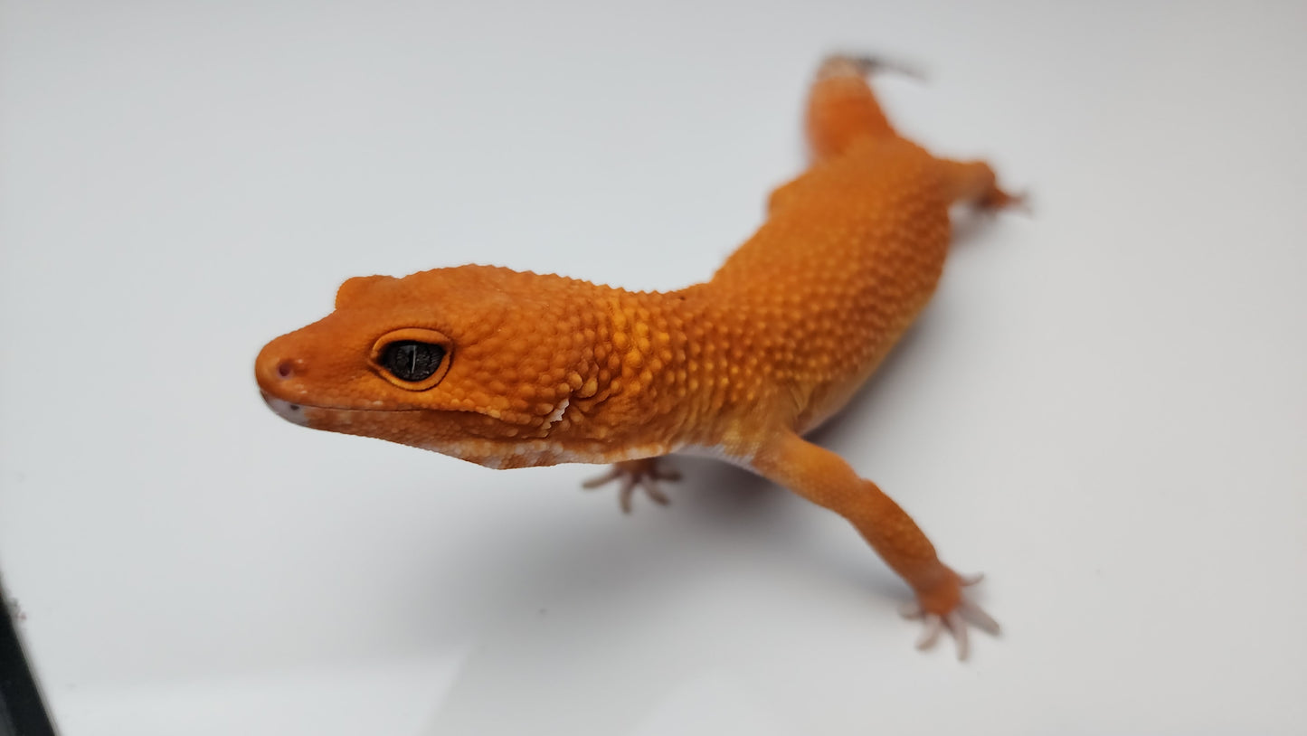 Female Deep Orange Mandarin Inferno Tangerine Carrot Tail Leopard Gecko (Amazing Color, Ovulating)
