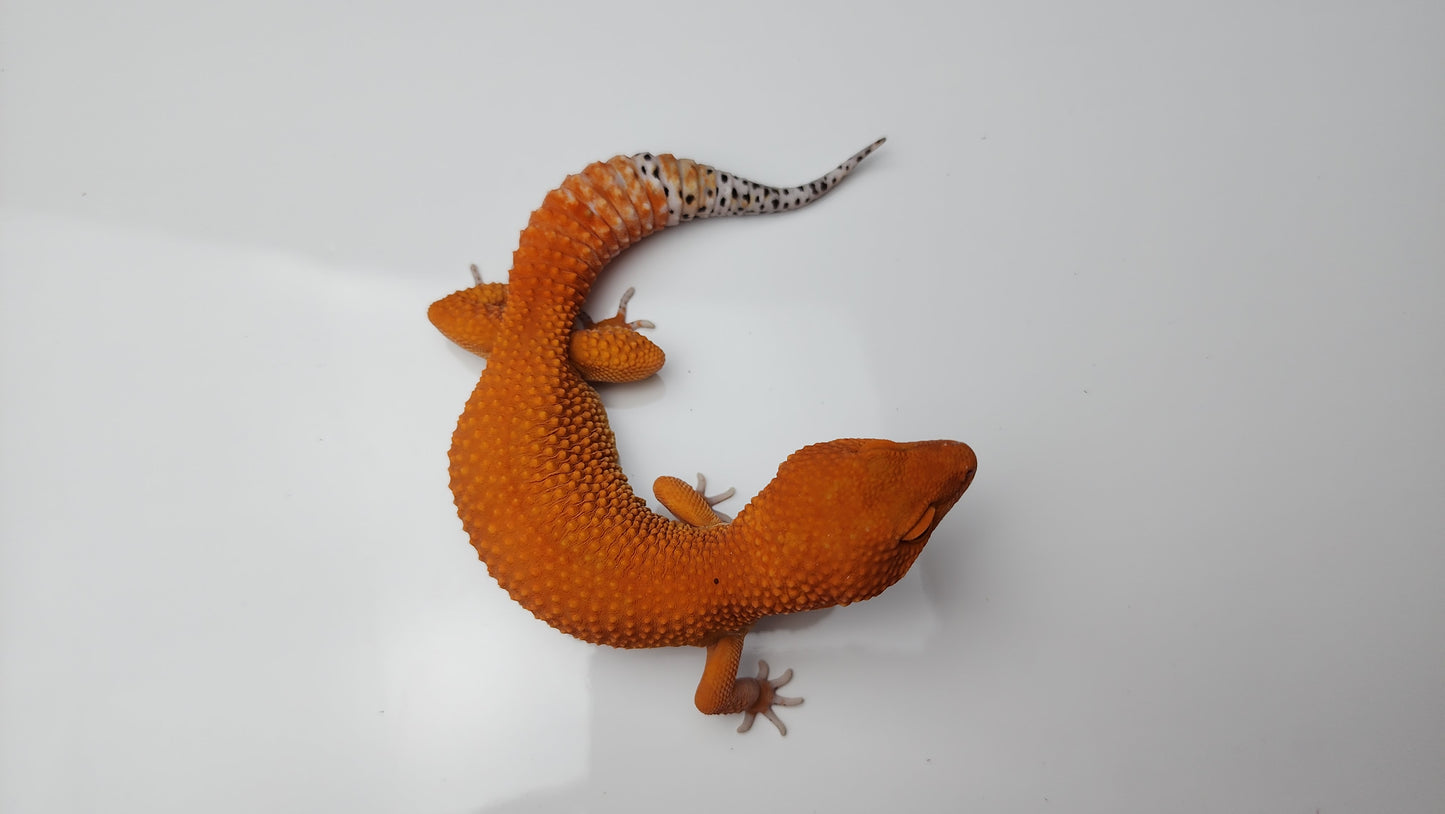 Female Deep Orange Mandarin Inferno Tangerine Carrot Tail Leopard Gecko (Amazing Color, Ovulating)