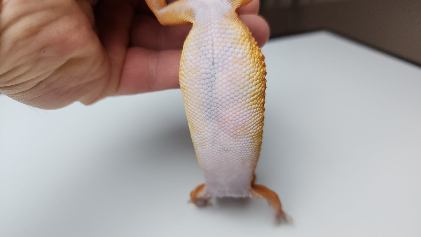 Female Deep Orange Mandarin Inferno Tangerine Carrot Tail Leopard Gecko (Amazing Color, Ovulating)