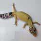 Female Hypo Blood Tangerine Turcmenicus Cross Carrot Tail Leopard Gecko (Unique Animal!)