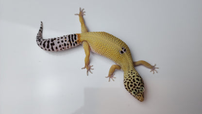 Female Hypo Blood Tangerine Turcmenicus Cross Carrot Tail Leopard Gecko (Unique Animal!)
