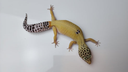 Female Hypo Blood Tangerine Turcmenicus Cross Carrot Tail Leopard Gecko (Unique Animal!)