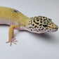 Female Hypo Blood Tangerine Turcmenicus Cross Carrot Tail Leopard Gecko (Unique Animal!)