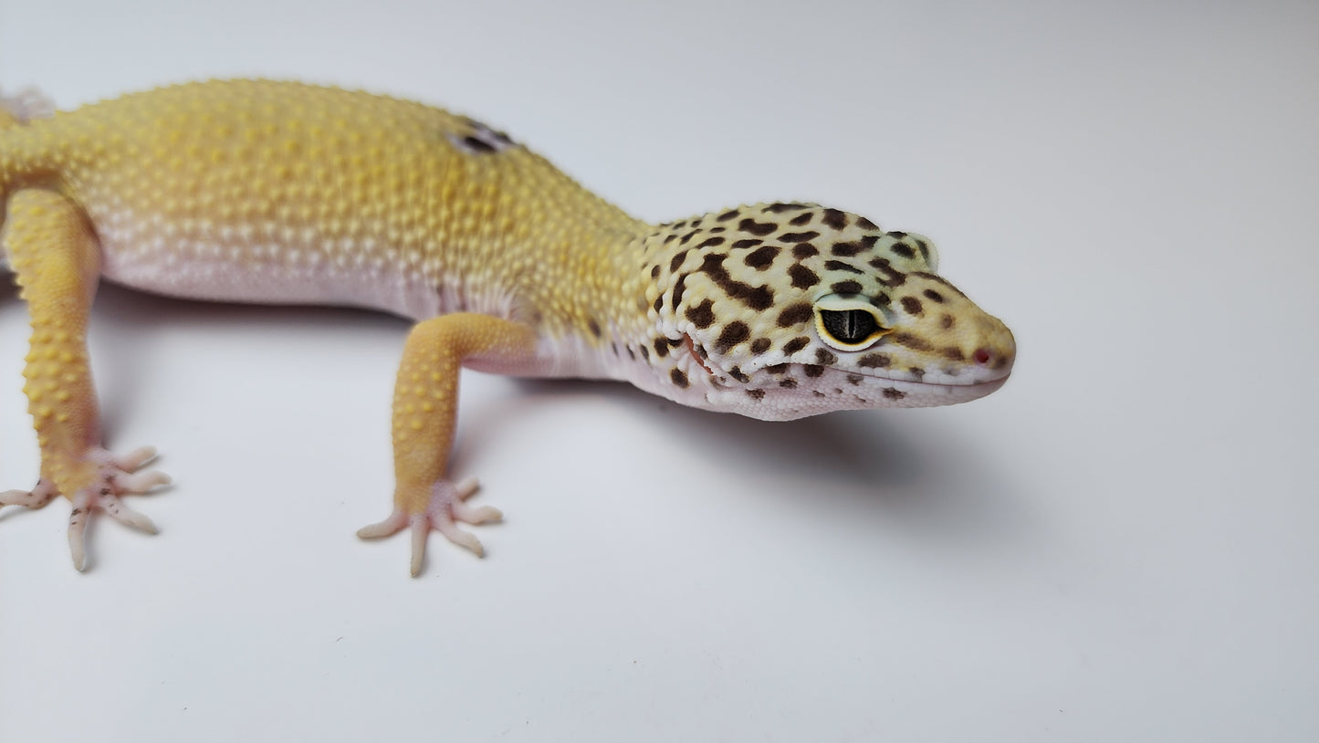 Female Hypo Blood Tangerine Turcmenicus Cross Carrot Tail Leopard Gecko (Unique Animal!)