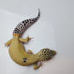 Female Hypo Blood Tangerine Turcmenicus Cross Carrot Tail Leopard Gecko (Unique Animal!)