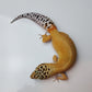 Female Super Hypo Blood Tangerine Bold Cross Carrot Tail Leopard Gecko (Big Girl!)