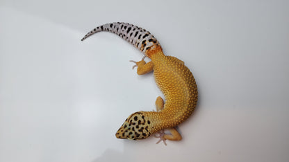 Female Super Hypo Blood Tangerine Bold Cross Carrot Tail Leopard Gecko (Big Girl!)