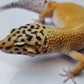 Female Super Hypo Blood Tangerine Bold Cross Carrot Tail Leopard Gecko (Big Girl!)
