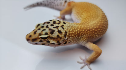 Female Super Hypo Blood Tangerine Bold Cross Carrot Tail Leopard Gecko (Big Girl!)