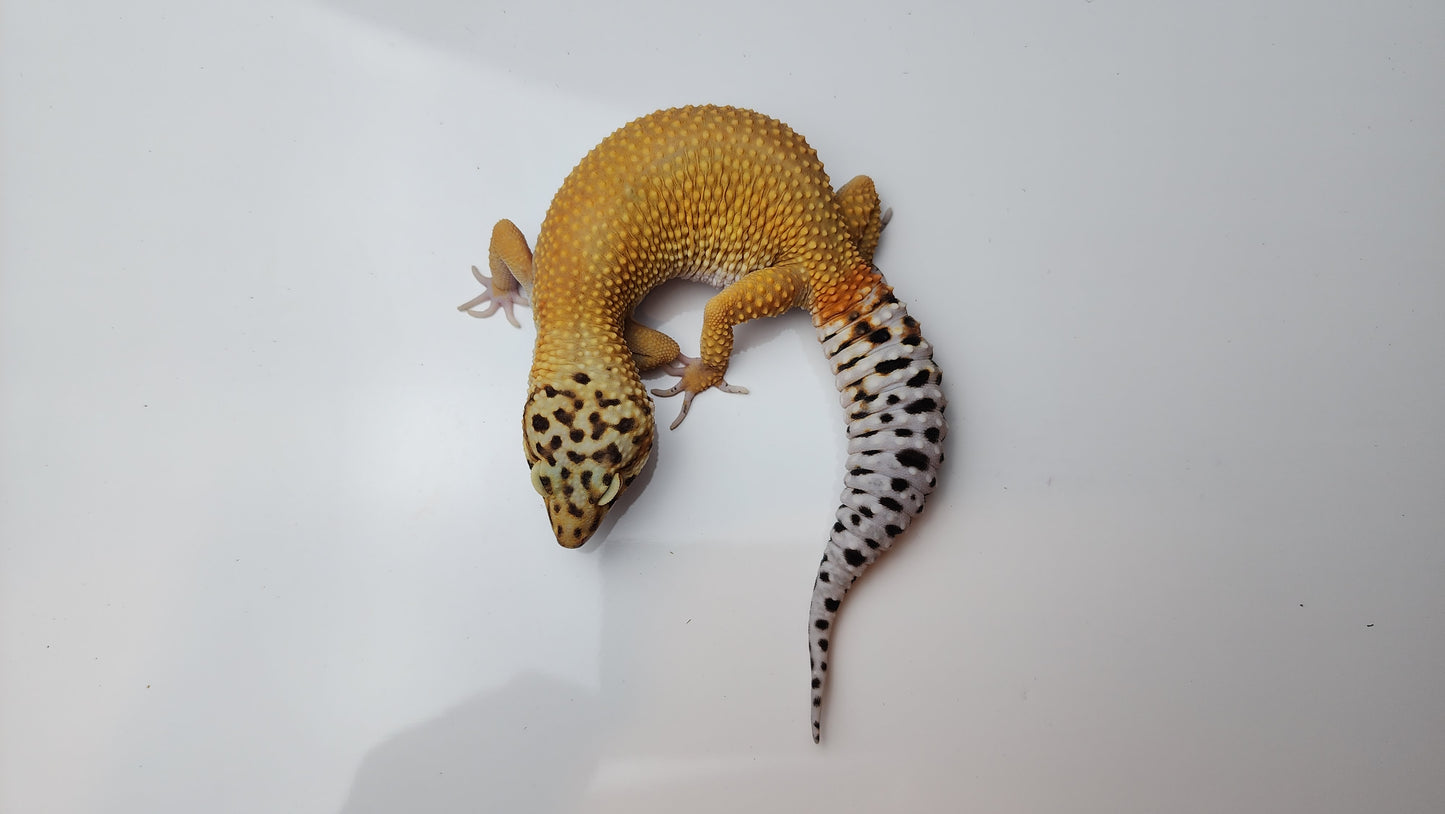 Female Super Hypo Blood Tangerine Bold Cross Carrot Tail Leopard Gecko (Big Girl!)