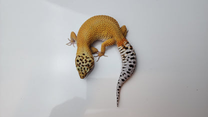 Female Super Hypo Blood Tangerine Bold Cross Carrot Tail Leopard Gecko (Big Girl!)
