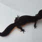 Female Pure Black Night Leopard Gecko (Extremely Dark)