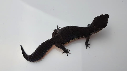 Female Pure Black Night Leopard Gecko (Extremely Dark)