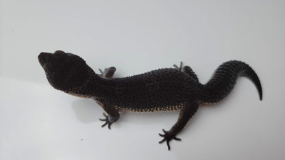 Female Pure Black Night Leopard Gecko (Extremely Dark)