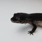 Female Pure Black Night Leopard Gecko (Extremely Dark)