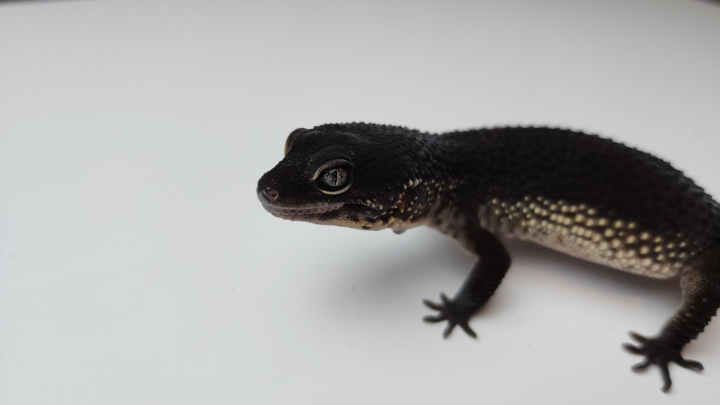 Female Pure Black Night Leopard Gecko (Extremely Dark)