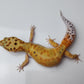 Female Inferno Tangerine Bold Emerine Cross White & Yellow Carrot Tail Leopard Gecko (Interesting Pattern!)