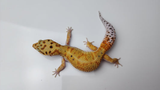 Female Inferno Tangerine Bold Emerine Cross White & Yellow Carrot Tail Leopard Gecko (Interesting Pattern!)