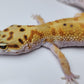 Female Inferno Tangerine Bold Emerine Cross White & Yellow Carrot Tail Leopard Gecko (Interesting Pattern!)
