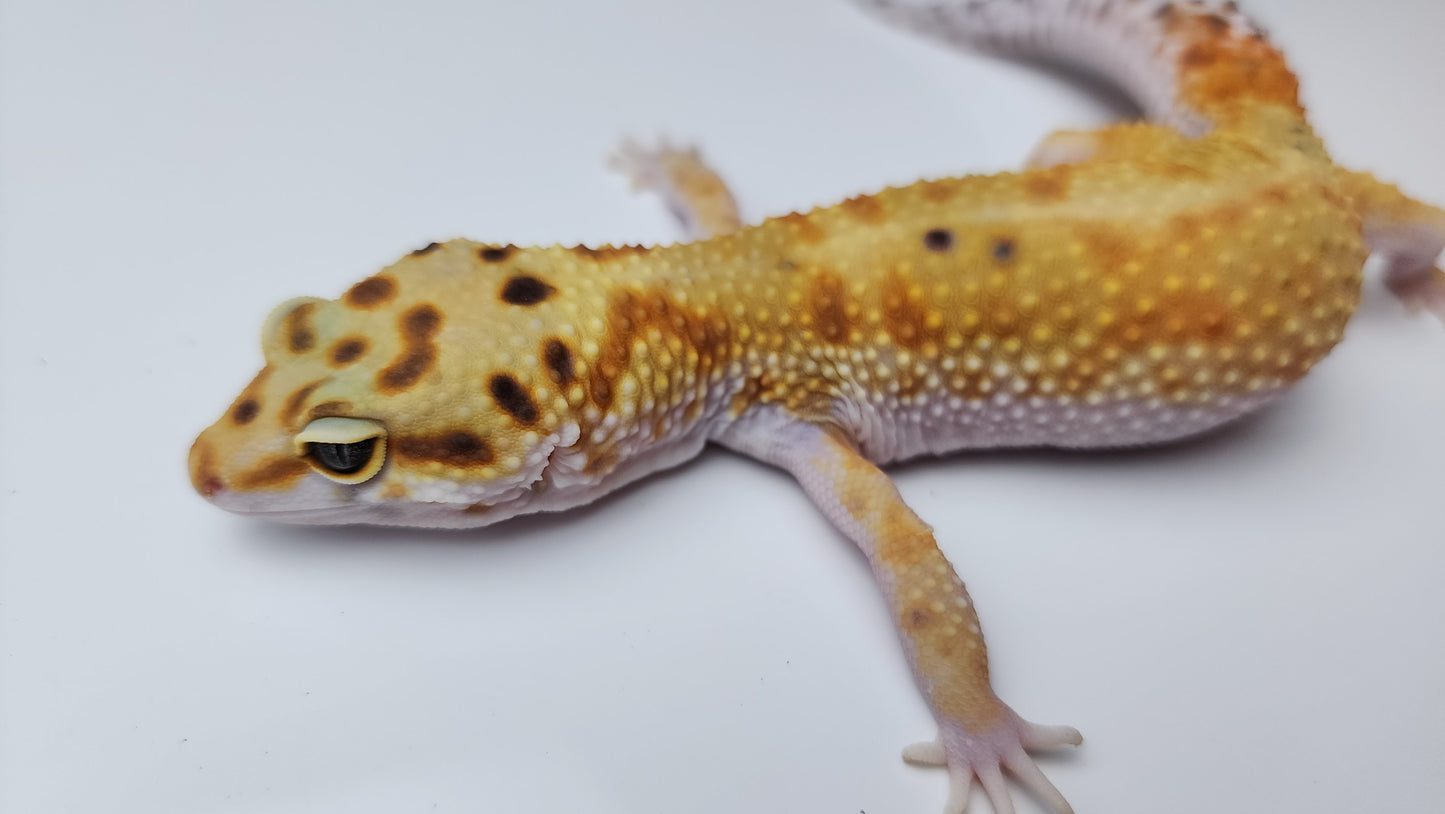 Female Inferno Tangerine Bold Emerine Cross White & Yellow Carrot Tail Leopard Gecko (Interesting Pattern!)