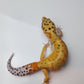 Female Inferno Tangerine Bold Emerine Cross White & Yellow Carrot Tail Leopard Gecko (Interesting Pattern!)