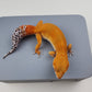 Female Super Hypo Mandarin Inferno Tangerine Carrot Tail Leopard Gecko