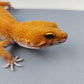 Female Super Hypo Mandarin Inferno Tangerine Carrot Tail Leopard Gecko