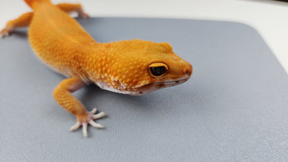 Female Super Hypo Mandarin Inferno Tangerine Carrot Tail Leopard Gecko