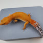 Female Super Hypo Mandarin Inferno Tangerine Carrot Tail Leopard Gecko