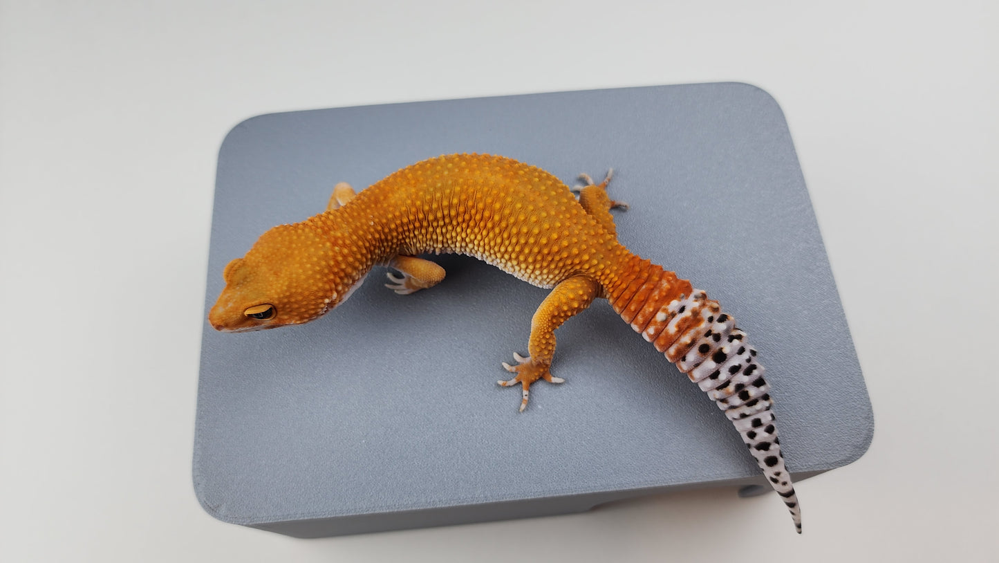 Female Super Hypo Mandarin Inferno Tangerine Carrot Tail Leopard Gecko