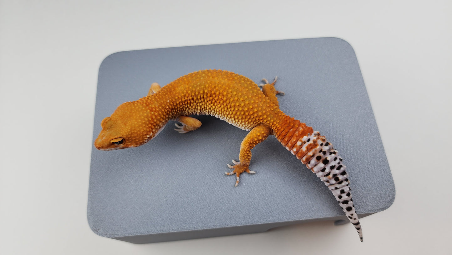 Female Super Hypo Mandarin Inferno Tangerine Carrot Tail Leopard Gecko