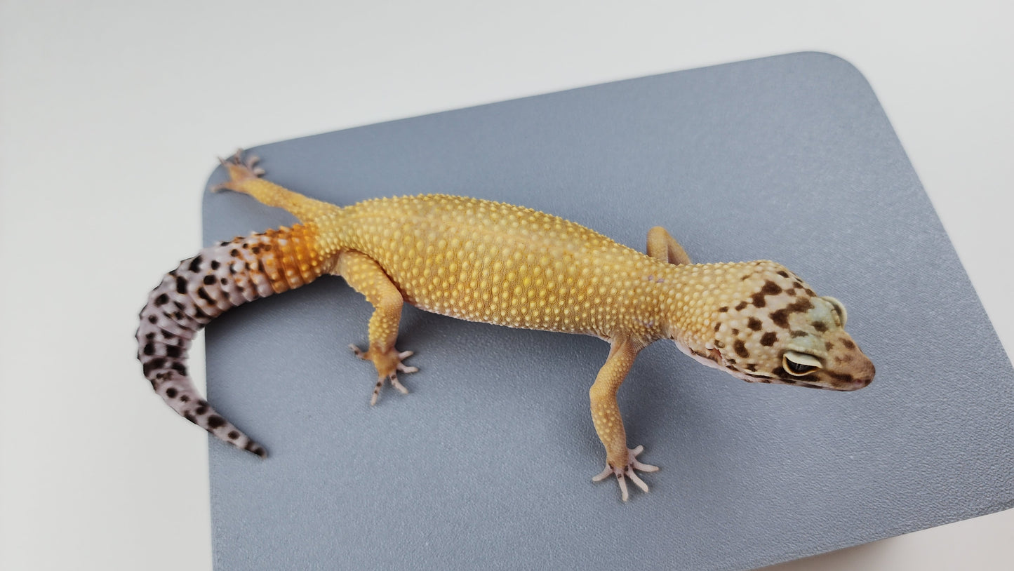Female Super Hypo Blood Tangerine Bold Cross Carrot Tail Leopard Gecko