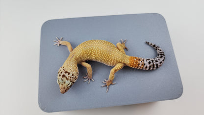 Female Super Hypo Blood Tangerine Bold Cross Carrot Tail Leopard Gecko