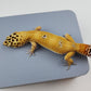 Female Hypo Blood Tangerine Bold Cross Carrot Tail Leopard Gecko (Regen Tail-Tip)