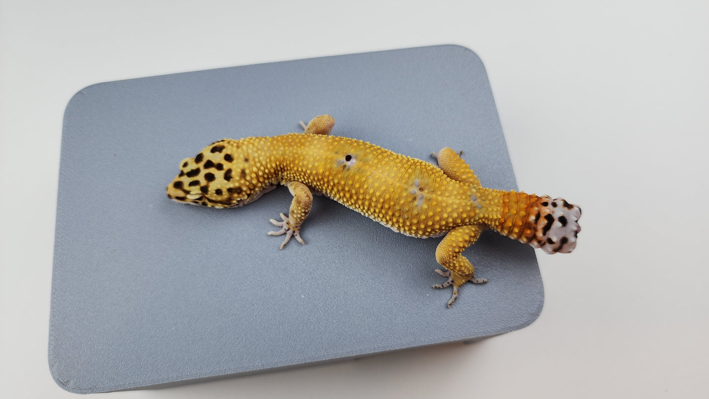 Female Hypo Blood Tangerine Bold Cross Carrot Tail Leopard Gecko (Regen Tail-Tip)