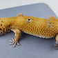 Female Hypo Blood Tangerine Bold Cross Carrot Tail Leopard Gecko (Regen Tail-Tip)