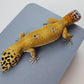 Female Hypo Blood Tangerine Bold Cross Carrot Tail Leopard Gecko (Regen Tail-Tip)