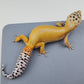 Female Super Hypo Mandarin Tangerine Bold Cross Possible White & Yellow Carrot Tail Leopard Gecko