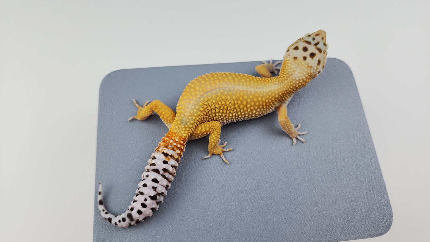 Female Super Hypo Mandarin Tangerine Bold Cross Possible White & Yellow Carrot Tail Leopard Gecko