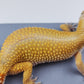 Female Super Hypo Mandarin Tangerine Bold Cross Possible White & Yellow Carrot Tail Leopard Gecko