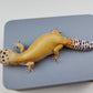Female Super Hypo Mandarin Tangerine Bold Cross Possible White & Yellow Carrot Tail Leopard Gecko