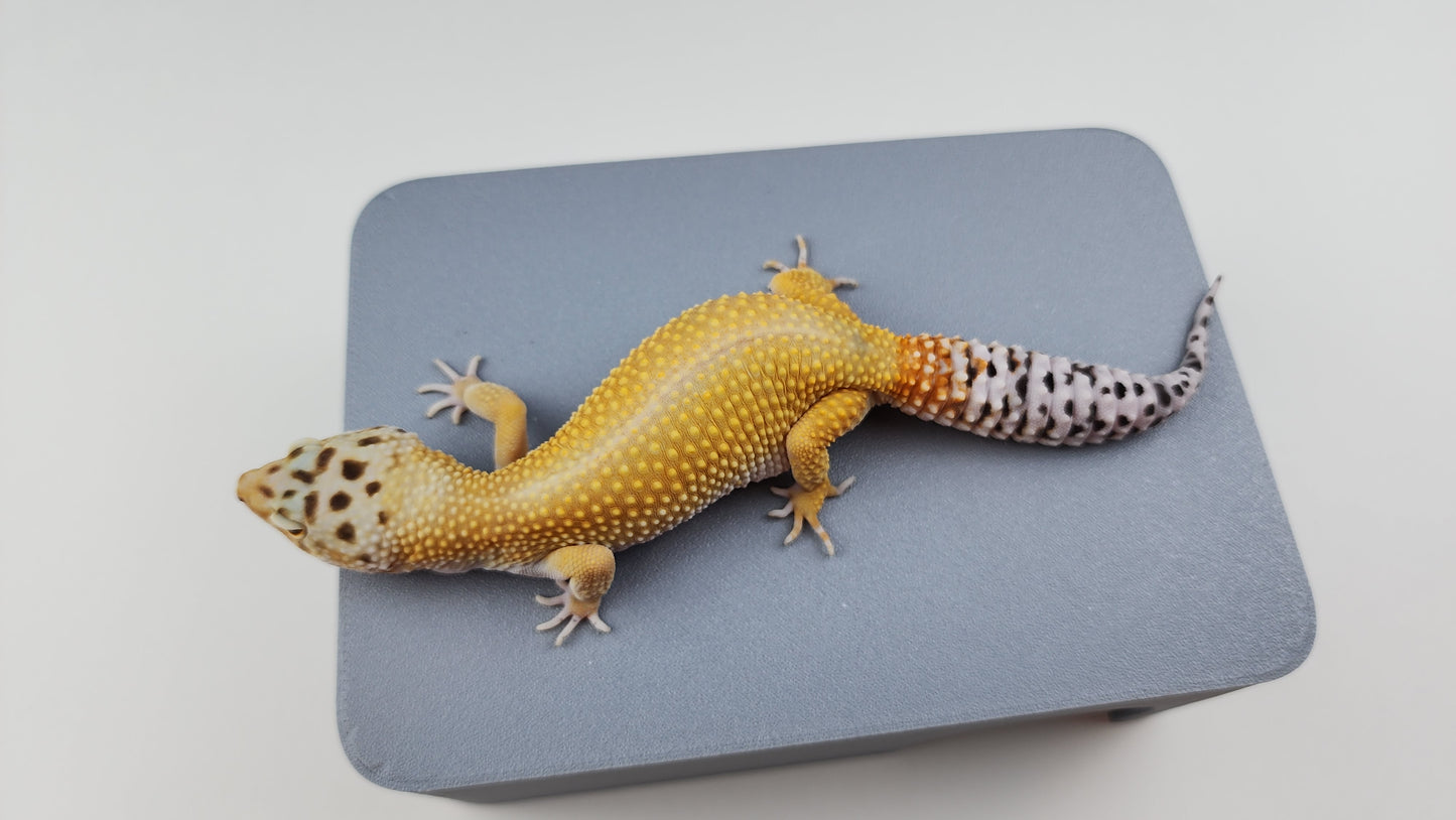 Female Super Hypo Mandarin Tangerine Bold Cross Possible White & Yellow Carrot Tail Leopard Gecko
