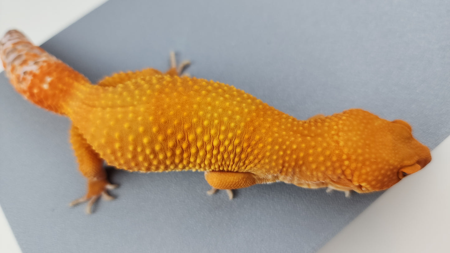Female Super Hypo Mandarin Inferno Tangerine Tremper Albino Carrot Tail Leopard Gecko