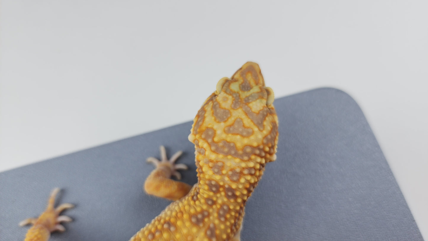 Female Blood Tangerine Bold Cross Halloween Mask Tremper Albino Carrot Tail Leopard Gecko