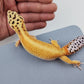 Female Inferno Tangerine Bold Cross Hyper Xanthic White & Yellow Red-Stripe Bandit Carrot Tail Leopard Gecko