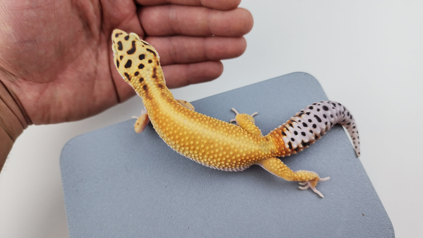 Female Inferno Tangerine Bold Cross Hyper Xanthic White & Yellow Red-Stripe Bandit Carrot Tail Leopard Gecko