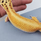 Female Inferno Tangerine Bold Cross Hyper Xanthic White & Yellow Red-Stripe Bandit Carrot Tail Leopard Gecko