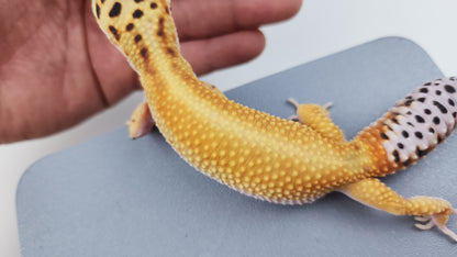 Female Inferno Tangerine Bold Cross Hyper Xanthic White & Yellow Red-Stripe Bandit Carrot Tail Leopard Gecko