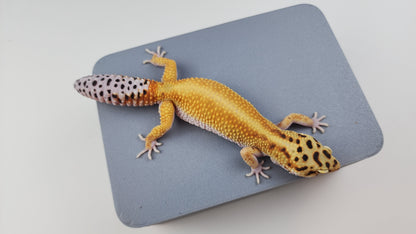 Female Inferno Tangerine Bold Cross Hyper Xanthic White & Yellow Red-Stripe Bandit Carrot Tail Leopard Gecko